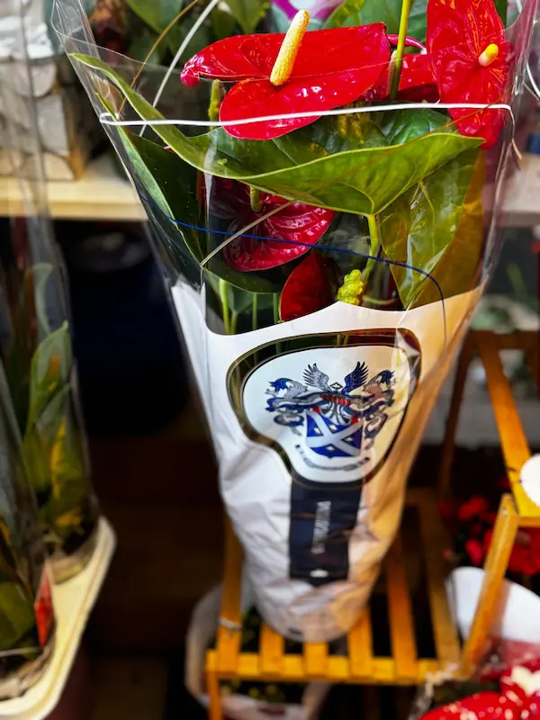 Plante - Plante și flori de sezon în Târgoviște, atent sele